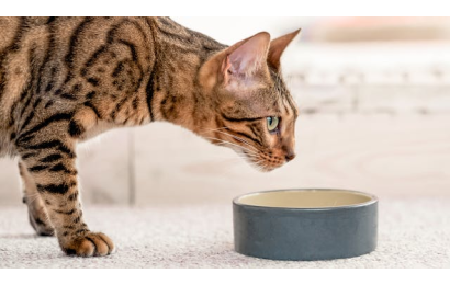 Υγρή ή ξηρά τροφή - Τι πρέπει να τρώει μια γάτα