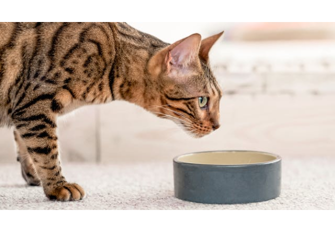 Υγρή ή ξηρά τροφή - Τι πρέπει να τρώει μια γάτα